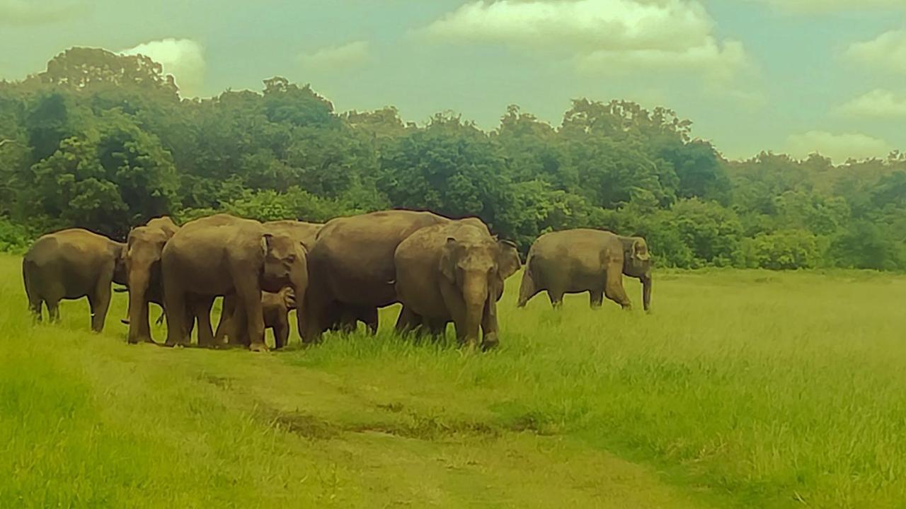 The Green Jungle ダンブッラ エクステリア 写真